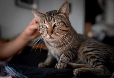 Image hover effect image