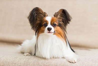 Image hover effect image