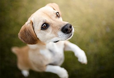 Image hover effect image